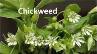 Benefits of Chickweed [upl. by Anada]