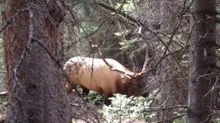 Bugling Herd Bull Called in to 5 yards [upl. by Yunfei]