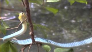 Australian Snakes  Green Tree Snake [upl. by Suivart942]