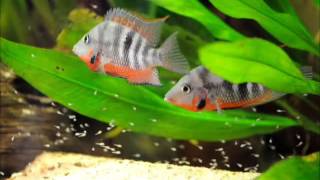 30 7 2015 thorichthys meeki rio candelaria with fry [upl. by Cherlyn]