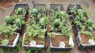 Growing watermelon at home is easy big and sweet if you know this method [upl. by Avner]