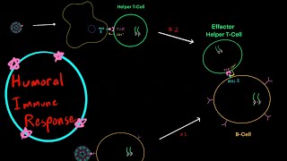 BCell and Humoral Immunity EVERYTHING YOU NEED TO KNOW MCAT PART 1 [upl. by Enitsirt]