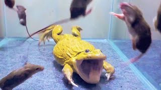 Asian Bullfrog With Many Big Mouse Asian Bullfrog Live Feeding [upl. by Nnyleve]