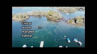 Manatees are exploited by the US Fish and Wildlife Service in Crystal River Florida [upl. by Nahk856]