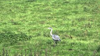 Reiger poept en vliegt weg [upl. by Ttihw]