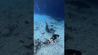 Swimming with Sharks Not Scary You Think✨🐬🦈🤿🌊shorts youtubeshorts shortsfeed shortvideo [upl. by Gunn]