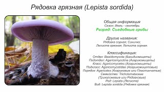 Рядовка грязная Lepista sordida [upl. by Glinys]