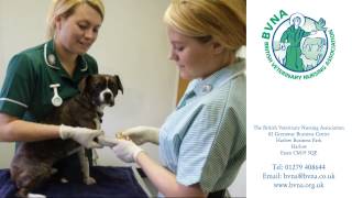 A Career in Veterinary Nursing [upl. by Mieka]