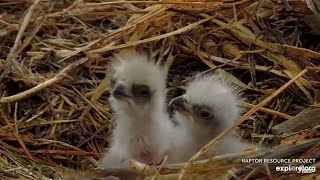 The adorable DN18 has hatched 秃鹰 Decorah Eagles North Nest 2024 03 25 [upl. by Ballman]