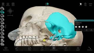 Temporal and infratemporal fossa 1 [upl. by Kylie]