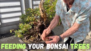 Feeding Your Bonsai Trees [upl. by Annanhoj]