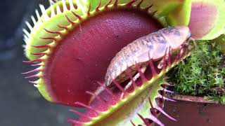 Best Venus Flytrap Trapping Compilation 2018 [upl. by Lilith183]