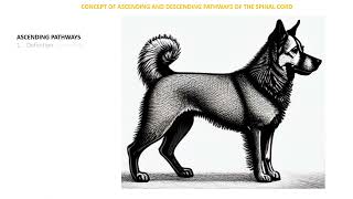 Spinal Cord Ascending and Descending pathways [upl. by Paola]
