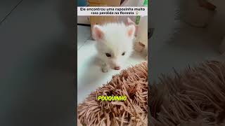 Raposa do ártico Jr  Anoniflix shorts curiosidades animais [upl. by Eldrida832]