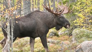 ÄLGLOCK  MOOSE CALLING 2024  14taggare Hälsingland [upl. by Anitteb]