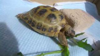 Re russian tortoise feeding [upl. by Nimesh638]