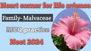 Plant Family Malvaceae New Plant families added in NEET2024 MCQ practice NEET BIOLOGY [upl. by Seligman240]