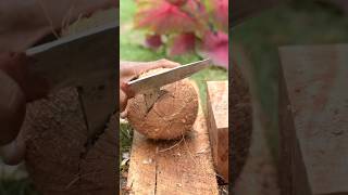 Skills in opening coconut shells [upl. by Nalyorf]