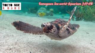 Kamogawa Sea World Aquarium Japan 鴨川シーワールド [upl. by Uaeb]