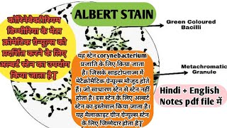 Albert stain  albert staining procedure  albert staining in microbiology trending [upl. by Ahsinyar]