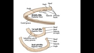 Two Minutes of Anatomy Ribs [upl. by Macmillan]