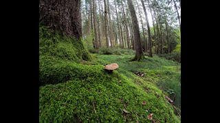 Auf PILZJAGD mit quotURIquot und WO kommt die KUH her [upl. by Gus73]