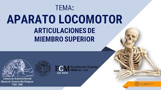 Aparato Locomotor Articulaciones de Miembro Superior [upl. by Notlaw]