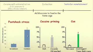 Relapse to cocaine seeking Behavioral and neurochemical mechanisms [upl. by Attaynek]