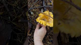 Golden Chanterelles 🤩 mushroomforest chanterelles mushroomrecipe pnwonderland outdoorfun [upl. by Fazeli440]