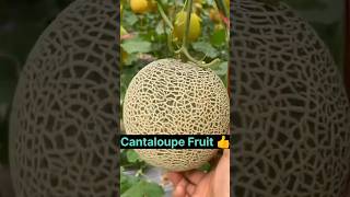 Cantaloupe  Rock Melon 👌shorts fruit shortsvideo [upl. by Einnos379]