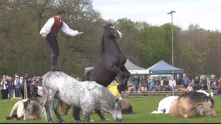 Ben Atkinson at Duncombe Park 8 loose horses moving in different directions at the same time Amazing [upl. by Acnoib]