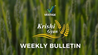 Vestige Krishi Gyan Rice Crop Part 1  Before Sowing Soil Application [upl. by Meuse298]