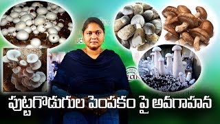 Mushroom Cultivation  Introduction  by Lakshmi Mushrooms Rajahmundry [upl. by Lema]