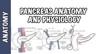 Pancreas Clinical Anatomy and Physiology [upl. by Sennahoj]