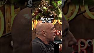 ANTS Dissecting a MANTIS  Joe Rogan Reacts jre shorts [upl. by Aisinut386]