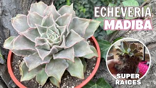 ECHEVERIA MADIBA  Cuidados y prevención de plagas [upl. by Angell]