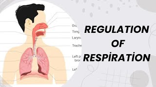 REGULATION OF RESPIRATION  NOTES  PHYSIOLOGY  NOTES  MBBS  BAMS  BHMS  BDS [upl. by Ahsahs894]