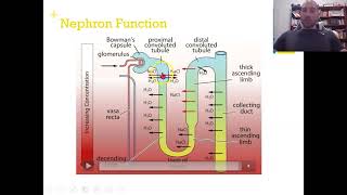 Flippin Science Osmoregulation [upl. by Lehacim]