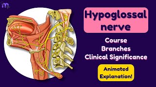 Hypoglossal Nerve  Course  Branches  Clinical Significance  Anatomy  Animated explanation [upl. by Woehick438]