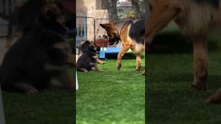 German dog funny video german dogvlog viralvideos dogfunnyvideo dog youtube subscribe [upl. by Kucik]