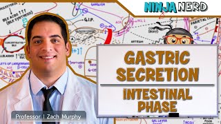 Gastrointestinal  Gastric Secretion The Intestinal Phase [upl. by Ayyidas301]