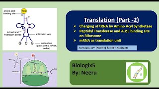 Charging of tRNA by Amino Acyl Synthetase  Peptidyl Transferase  Class 12th  NCERT  NEET [upl. by Querida74]