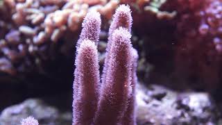 Pulsating Pink Sinularia Finger Leather Coral [upl. by Straub]