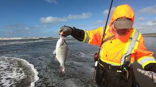 Surf Fishing Cranberry Beach in Grayland Washington [upl. by Nylorahs]