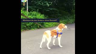 Wird dein Hund zum Zugpferd am Brustgeschirr Löse das mit der Führung von vorne leinenführigkeit [upl. by Ladnek873]