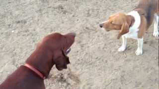 Vince the Beagle Vs CoonHound in howl off [upl. by Aram]