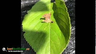 Hag Moth caterpillar or Monkey Slug [upl. by Llessur]