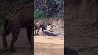 Jaguar vs crocodile real fight crocodile jaguar jaguar river wildattack amezone [upl. by Emilee47]