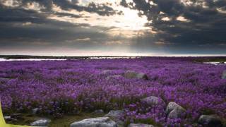 ✿⊱╮♥WILDFLOWER  SKYLARK✿⊱╮♥ [upl. by Halley392]