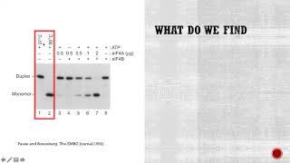 Figure 1721 eIF4A has helicase activity [upl. by Cammie]